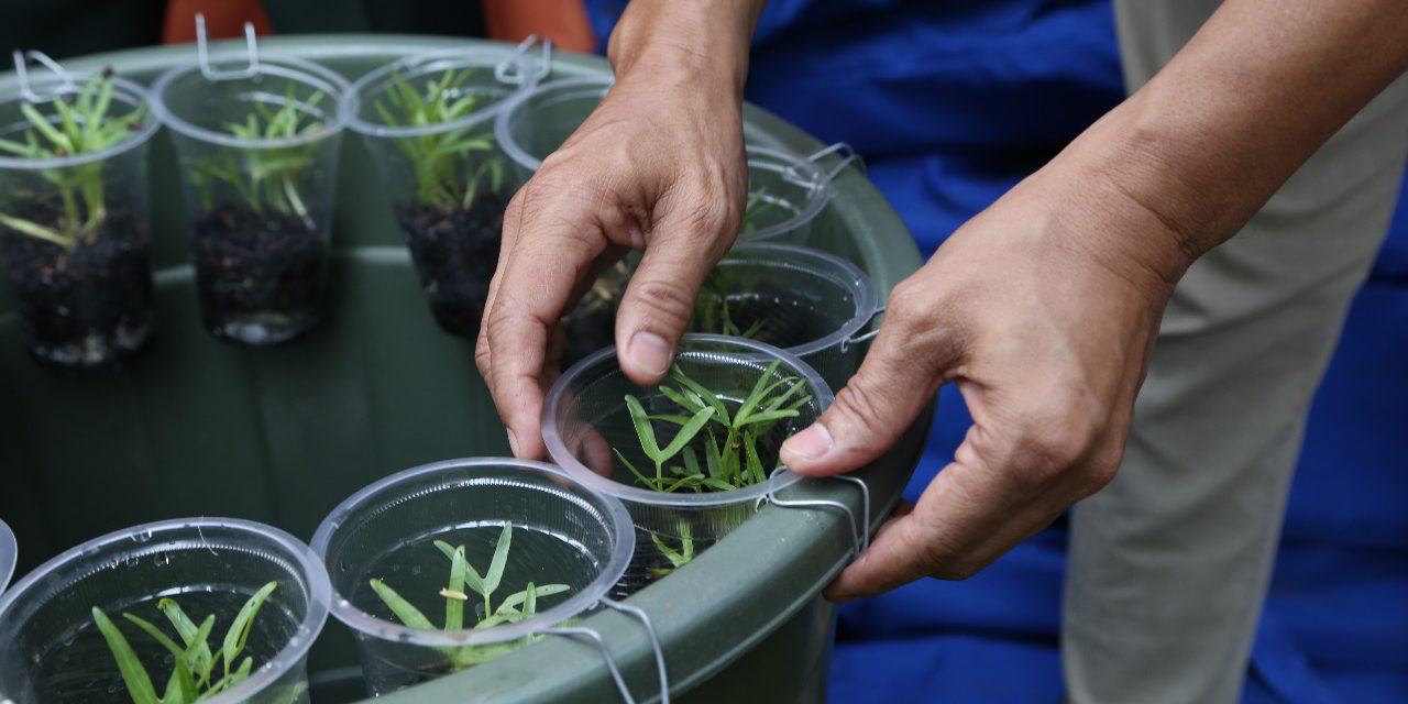 Budikdamber, Kiat Berkebun dan Budidaya Ikan di Lahan Terbatas Selama Pandemi Covid-19