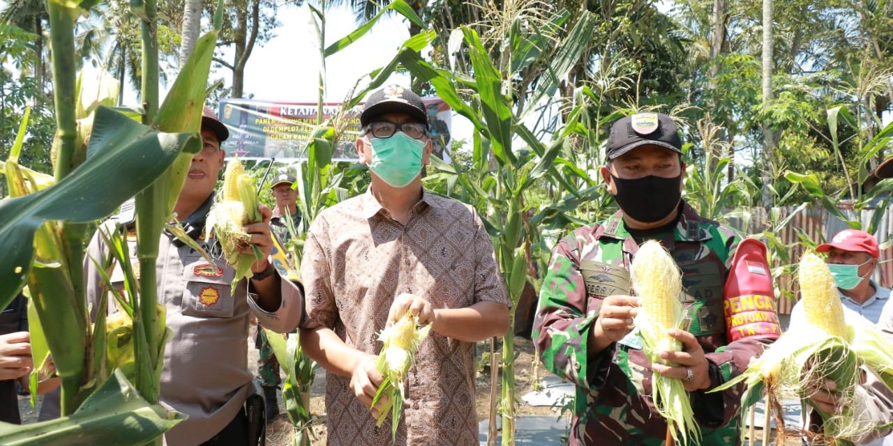 Wako Payakumbuh Riza Panen Jagung Bareng Kodim 0306/50 Kota