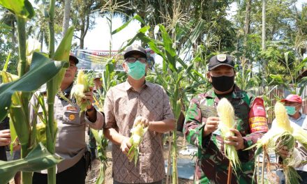 Wako Payakumbuh Riza Panen Jagung Bareng Kodim 0306/50 Kota