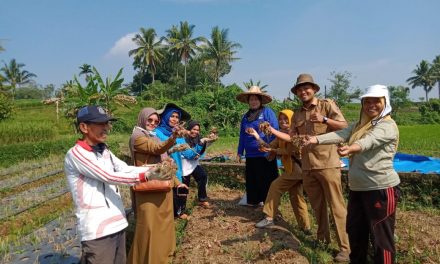 Panen Bawang Merah Kelompok Tani Sungai Lindiang Sapaku Merambah Pasar Riau