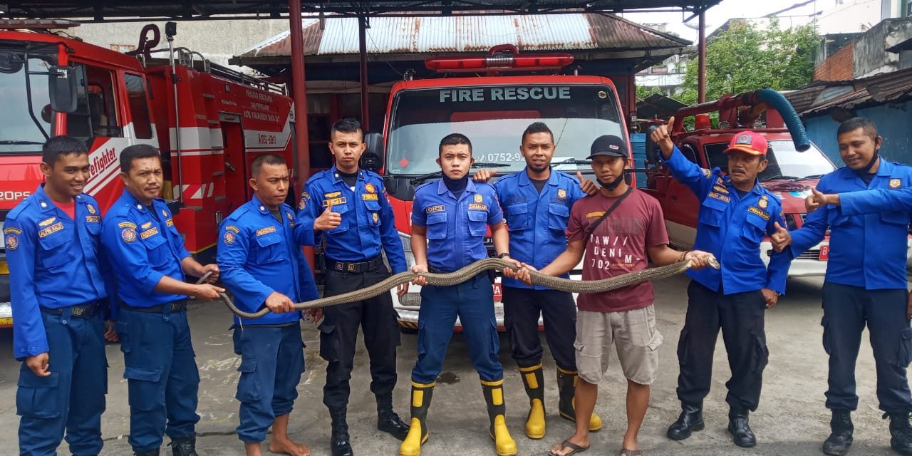 Damkar Payakumbuh Evakuasi Ular King Kobra Dari Kediaman Yopi