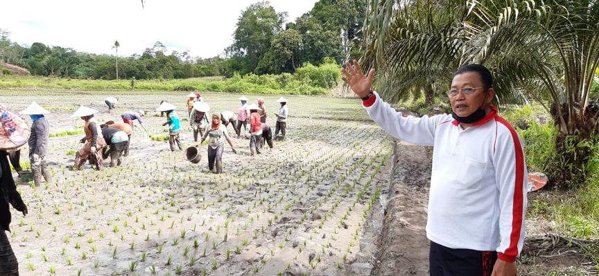 Kunker Dapil, Cornelis Tanam Inpari 42 bersama Petani