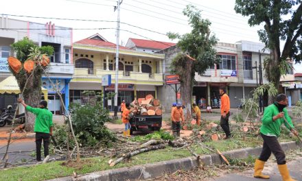 Cuaca Ekstrim, Pemko Tata Pohon Pelindung Yang Berpotensi Tumbang Dan Patah