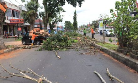 Tekan Bahaya di Musim Hujan, DLH Pangkas Ratusan Pohon