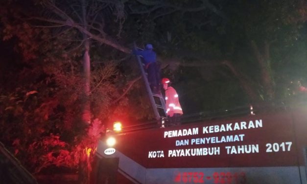 Mantap, Sarang Tawon Di Depan SPBU Ngalau Dibasmi Damkar Payakumbuh
