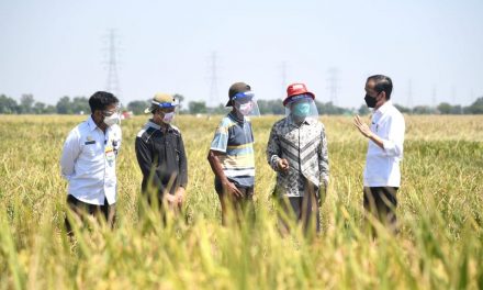 Presiden Kunjungi Lokasi Panen Padi di Indramayu dan akan Tinjau Kawasan Industri Terpadu Batang