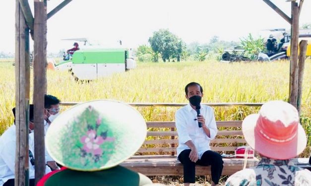 Presiden Jokowi Tinjau Panen Padi dan Berdialog dengan Petani di Indramayu
