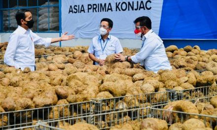 Presiden Dorong Mentan Seriusi Porang Sebagai Komoditas Andalan Ekspor