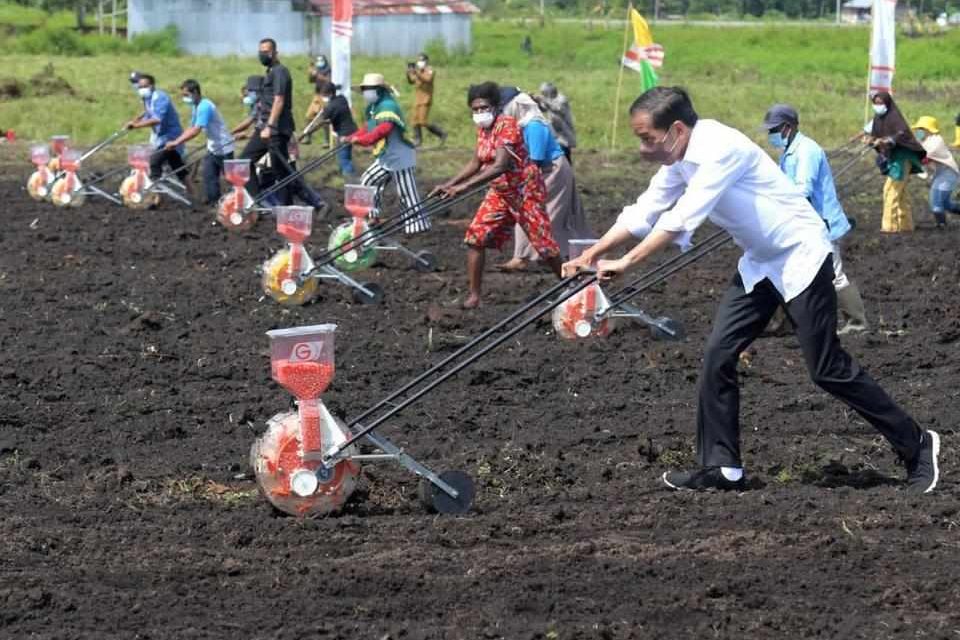 Presiden Jokowi: Tingkatkan Produktivitas Sektor Pertanian di Papua Barat