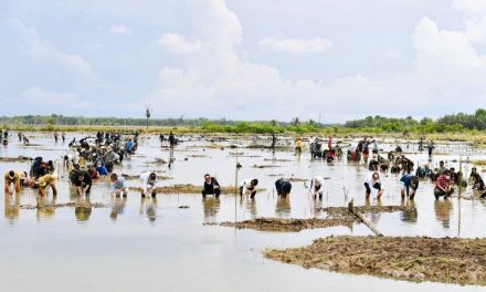 Presiden Jokowi Tanam Mangrove Bersama Dubes dan Masyarakat di Tana Tidung