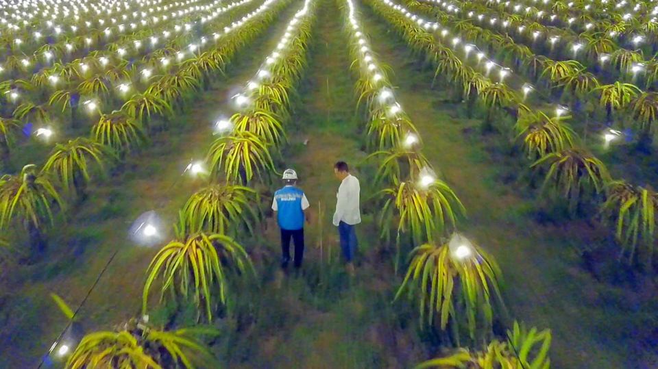 Bantu Dongkrak Produktivitas, 148.290 Petani Gabung Program Electrifying Agriculture PLN