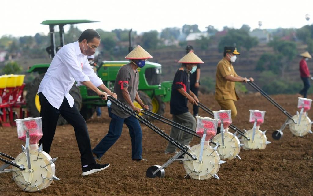 Presiden Jokowi Berharap Kebutuhan Jagung Nasional Tercukupi