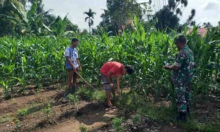 Tingkatkan Ekonomi Pertanian, Jajaran Koramil 03/Suliki Kodim 0306 50 Kota Tanam Jagung Bersama Warga