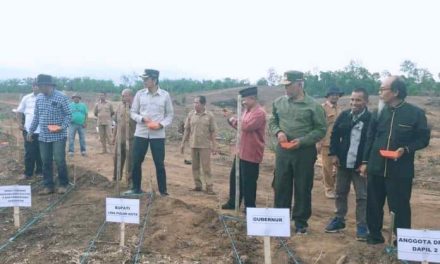 Swasembada Jagung, Mahyeldi Dan Safaruddin Tanam Perdana