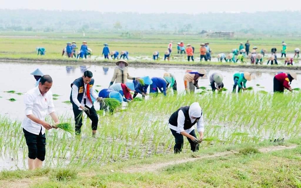 Tanam Padi Bersama Petani di Tuban, Presiden Apresiasi Penggunaan Pupuk Organik