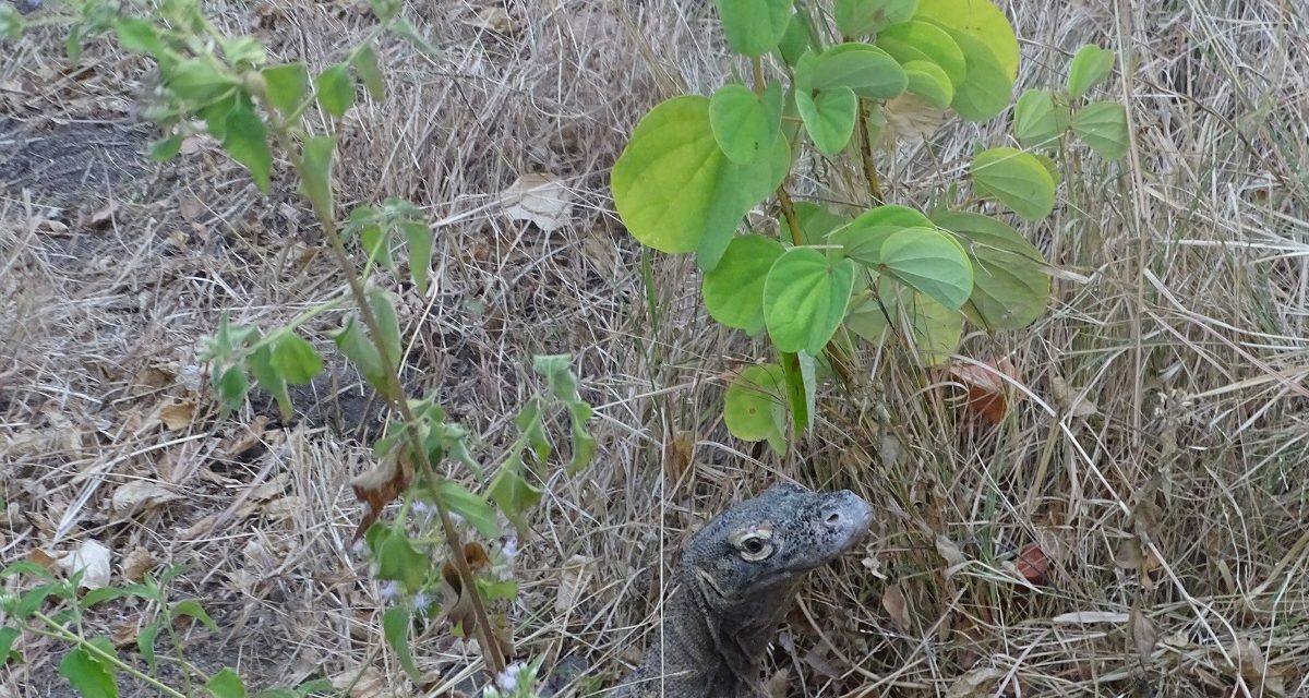 Enam Komodo Tiba Dengan Selamat Di Kampung Halaman
