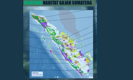 AMUKAN GAJAH DI MESS PT.ARARA ABADI AKIBAT KANTONG GAJAH TELAH DIKONVERSI JADI HTI